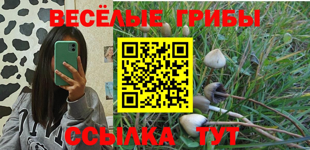 Галлюциногенные грибы MAGIC MUSHROOMS  Псилоцибиновые грибы Psilocybine cubensis  Северобайкальск  Вход с VPN 